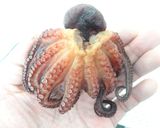 食品乾燥機で干しだこを作る方法作り方7写真