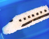 お弁当にプチトマトとチーズの肉巻きフライ作り方11写真