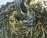 ホタルイカの真っ黒パスタ作り方14写真