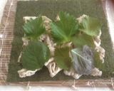 サッパリ濃厚＊豚しゃぶの梅チーズ海苔巻き作り方6写真