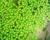 手作りの調味料3 実山椒の醤油漬け作り方2写真