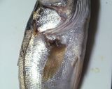 湾奥シーバスの美味しい食べ方作り方1写真