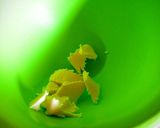 小豆と梅のマフィン★南高梅干しで作り方3写真