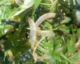 水菜、新玉葱、ワカメの簡単サラダ作り方4写真