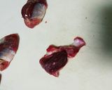 肉屋さん簡単鶏砂ずり捌き方作り方4写真