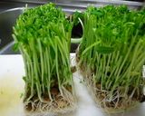 豆苗のナムル作り方1写真
