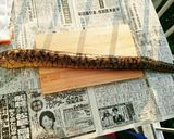 ウツボの天ぷら作り方1写真