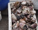 ピコロコの塩茹で作り方1写真