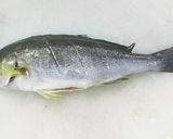 中華風イサキの姿蒸し(清蒸鮮魚)作り方7写真