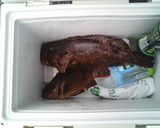 魚を捌こう!カサゴの刺身編作り方1写真
