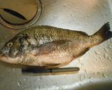 愛知の魚100選 黒鯛 卵巣の塩麹漬作り方1写真