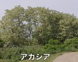 アカシアの花の天ぷら作り方1写真