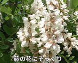 アカシアの花の天ぷら作り方2写真