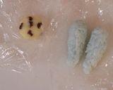 【キャラ弁】クッキーモンスター弁当作り方4写真