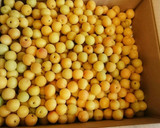 本物の梅干し食べよ！塩分10%小梅編作り方1写真