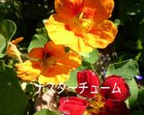 お庭の花で♪エディブルフラワーのサラダ作り方1写真
