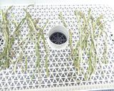 ドライアスパラガスの作り方｜食品乾燥機作り方4写真