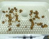 簡単おつまみ｜食品乾燥機で赤貝の乾燥作り方4写真