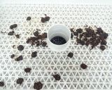 簡単おつまみ｜食品乾燥機で赤貝の乾燥作り方5写真