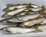 若鮎の刺身作り方1写真