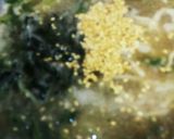 簡単*楽チン*ダシダで本格カルビスープ作り方6写真