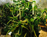 ほうれん草とえのき・豆苗の胡麻味噌和え作り方2写真