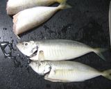 フルーティー☆彡鯵のカルパッチョ作り方1写真