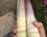淡竹(ハチク)のシンプル煮&アレンジ作り方2写真