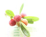 爽やかな幻の味✿山桃サワー&山桃シロップ作り方6写真