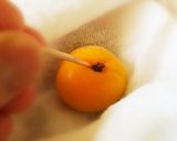 2016 申年の梅干し作り～part1作り方4写真