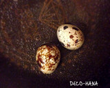 100均星の抜き型でお花のうずらのゆで卵作り方1写真