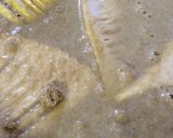 孟宗竹のタケノコいろいろ作り方3写真