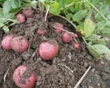 新じゃがの素揚げ作り方1写真