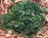 おかかチーザ焼き作り方4写真