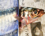 油1cmで＊アジの南蛮漬け(三枚おろし)作り方3写真