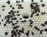 ドライチェリーの作り方｜食品乾燥機作り方5写真