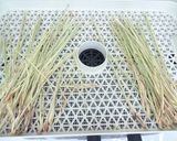 ドライレモングラスの作り方｜食品乾燥機作り方4写真