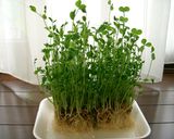豆苗炒飯作り方7写真