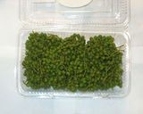 山椒の実の下処理と冷凍保存作り方1写真