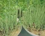 ★豆苗チャンプル★作り方9写真