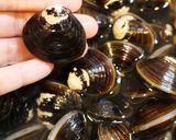 台湾料理「麗郷」風＊しじみのニンニク炒め作り方1写真