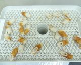食品乾燥機で干しちくわ作り作り方3写真