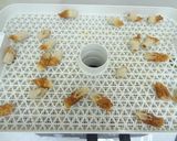 食品乾燥機で干しちくわ作り作り方4写真