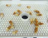 食品乾燥機で干しちくわ作り作り方6写真