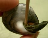 ながらみの塩茹で作り方4写真