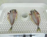 [干物の作り方]食品乾燥機で魚の乾燥作り方4写真