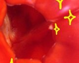 パプリカのヘタの取り方☆道具不要作り方5写真