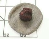 黒ごま♪くまちゃんあんパン作り方6写真