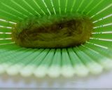 『シンプル』✨甘い玉子焼き✨作り方15写真