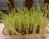 豆苗保存法作り方5写真